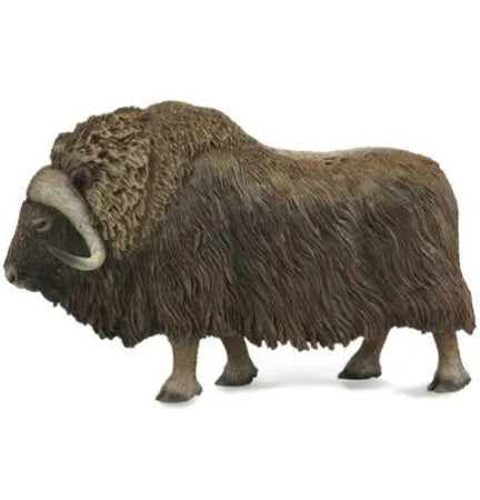 Musk Ox