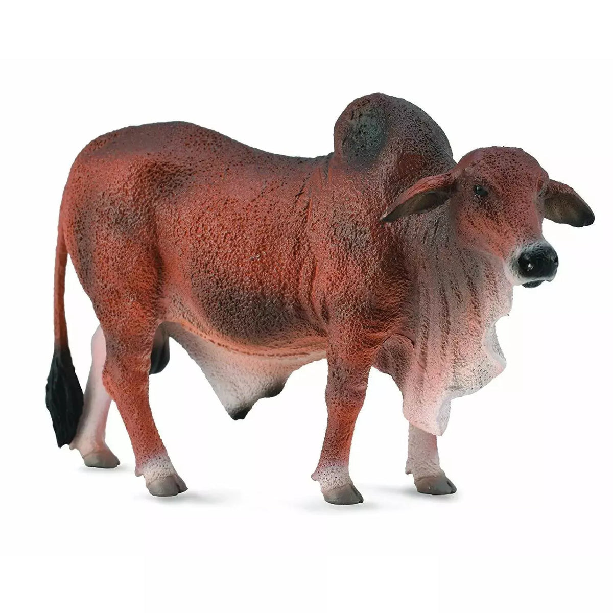 Red Brahman Bull